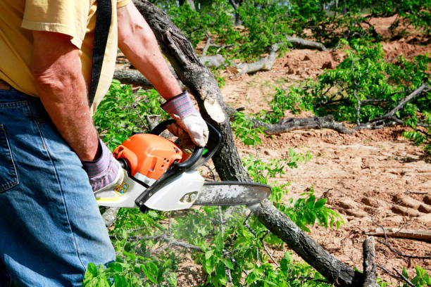 Tree Branch Trimming in Deadwood, SD